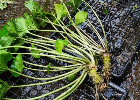 wassabi|wasabi plant.